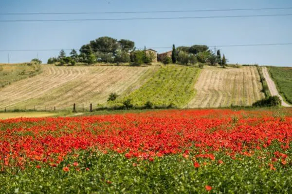Un campo di papaveri davanti a un casale