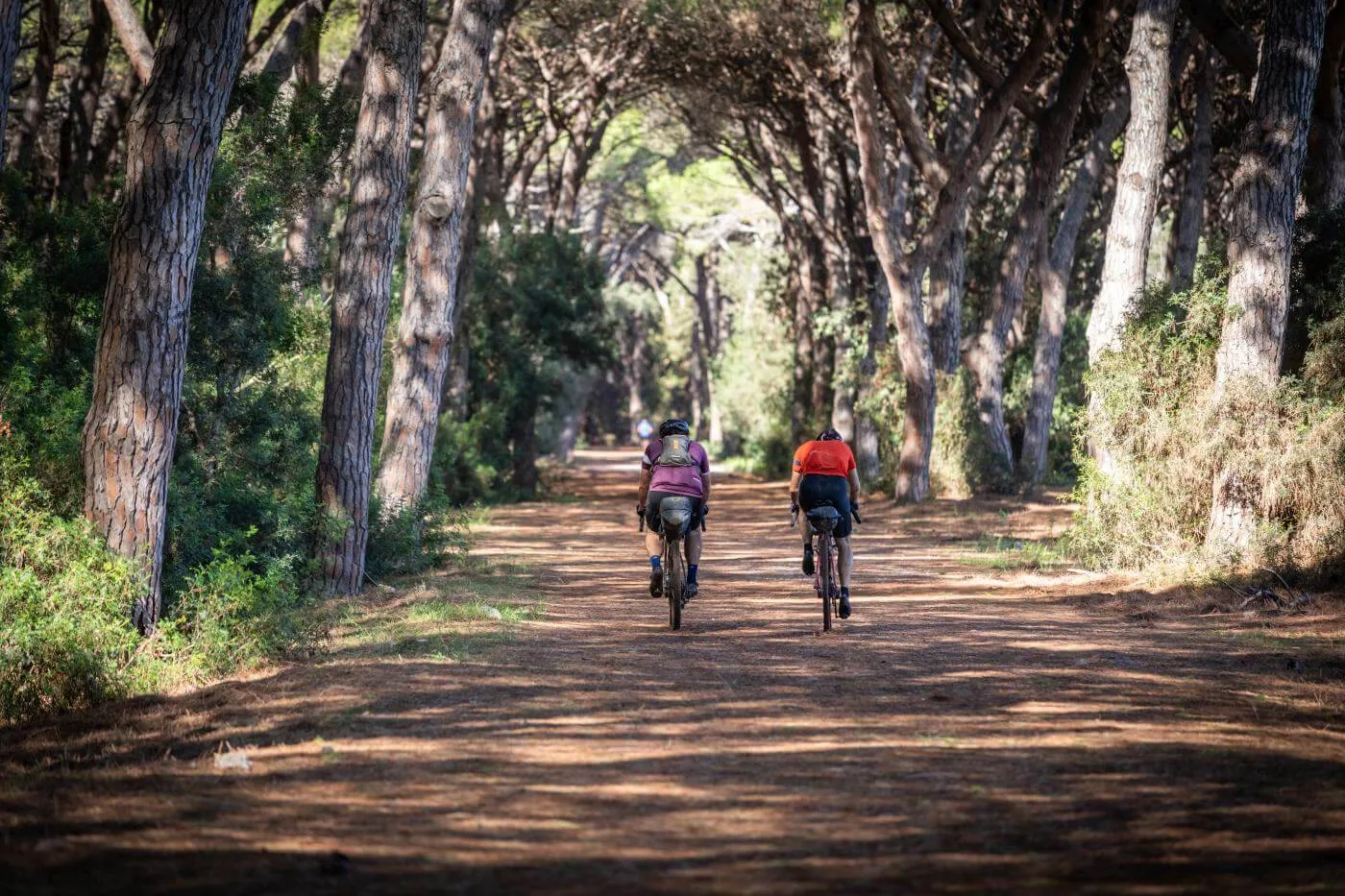 Un rider in un viale di pini